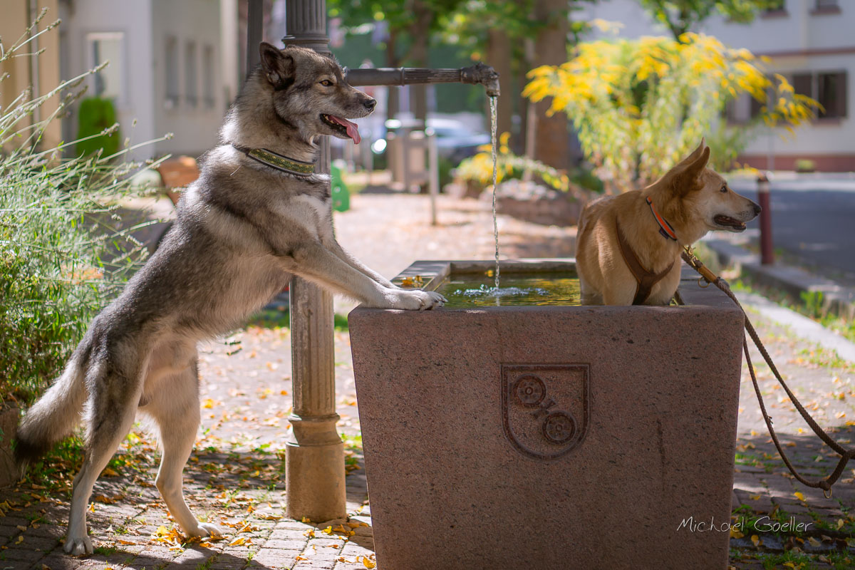 Wolf look-alike Ninja in Mainz