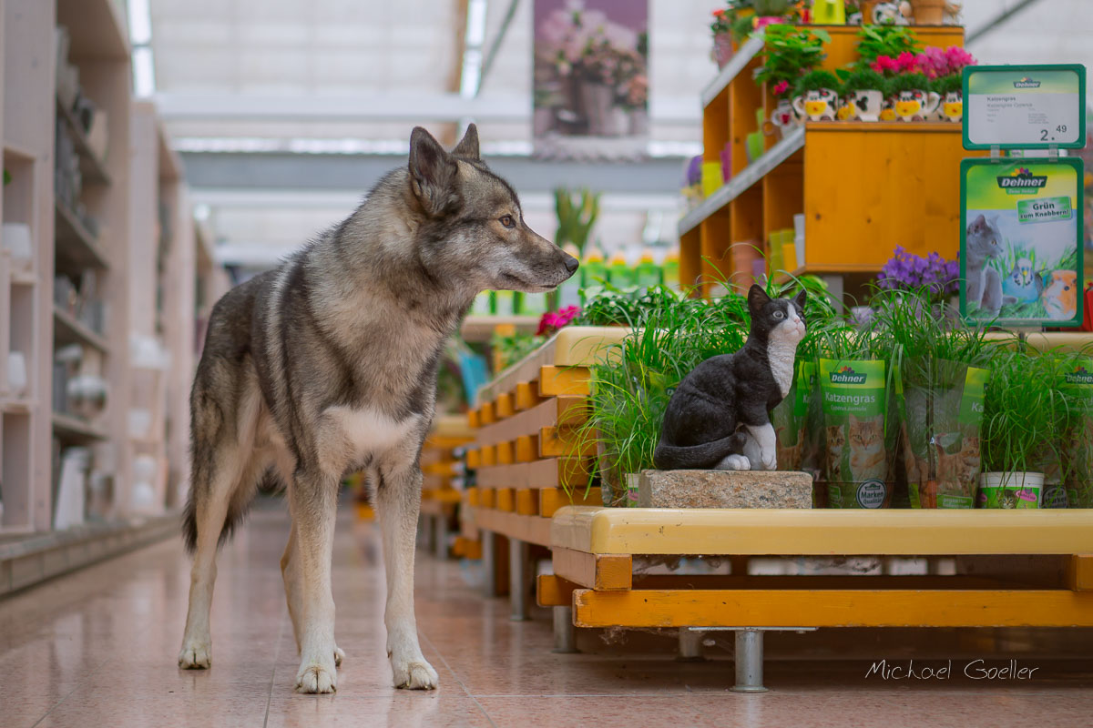 Wolf look-alike Ninja in the gardening store dehner