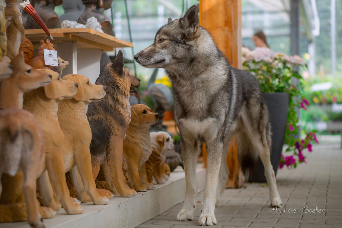 Wolf look-alike Ninja in the gardening store dehner