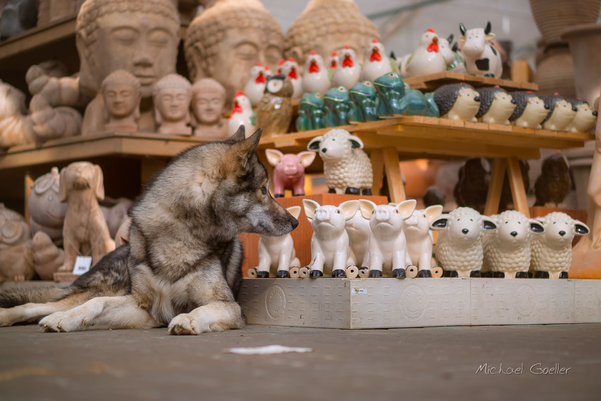 Wolf look-alike Ninja in the gardening store dehner