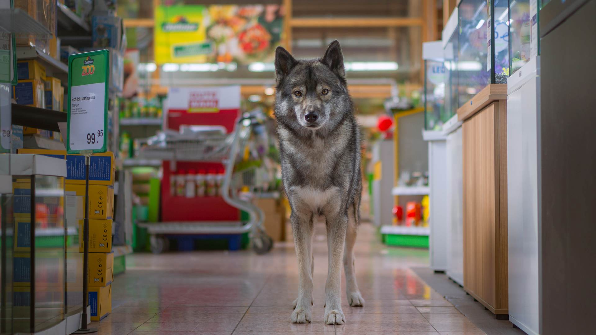 Wolf look-alike Ninja in the gardening store dehner