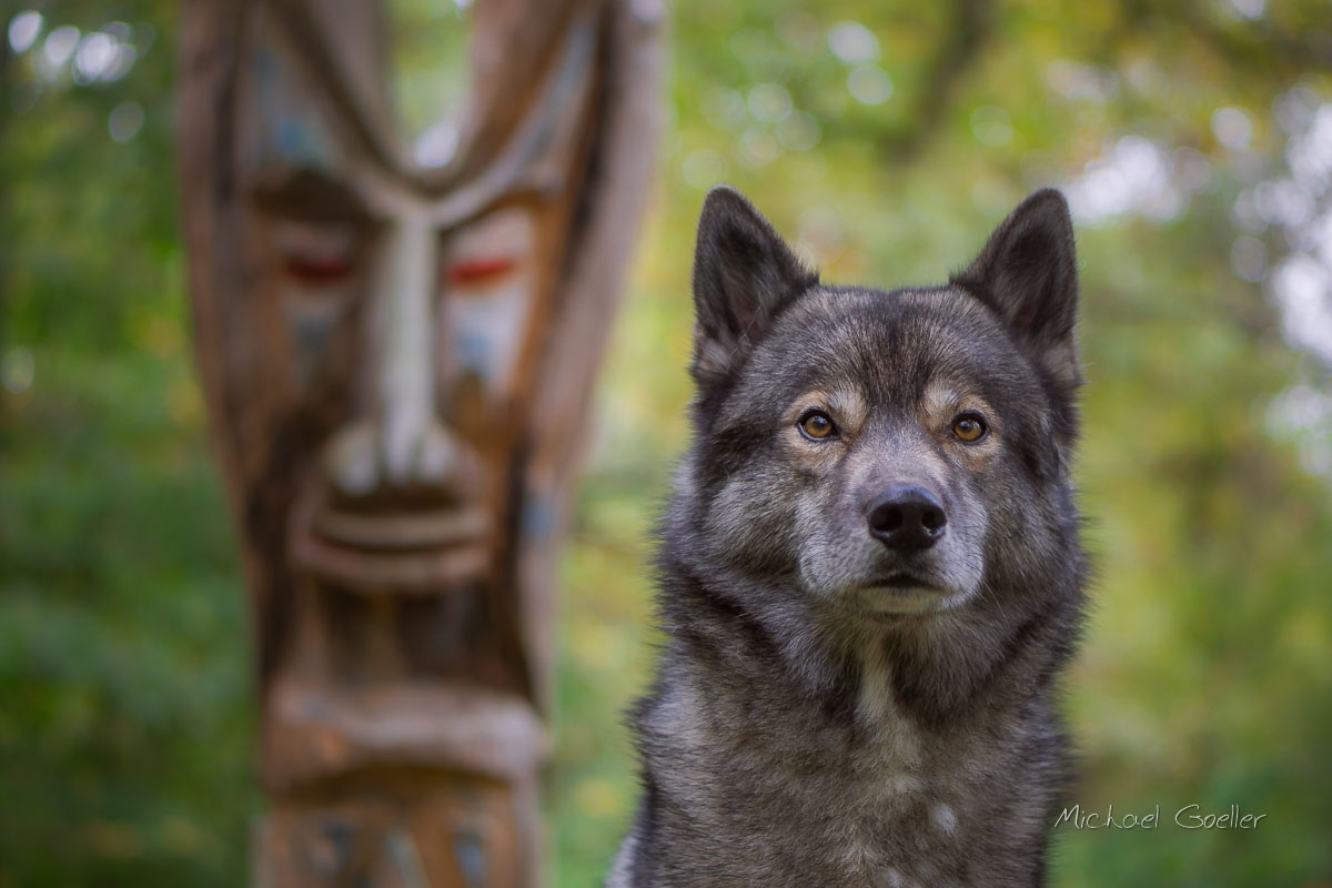 Wolf look-alike Ninja next to a Weirwood Tree