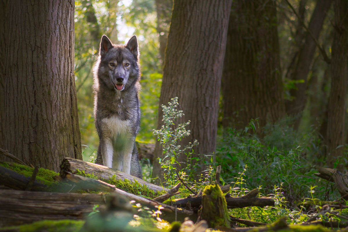 Wolf look-alike Ninja with backlight