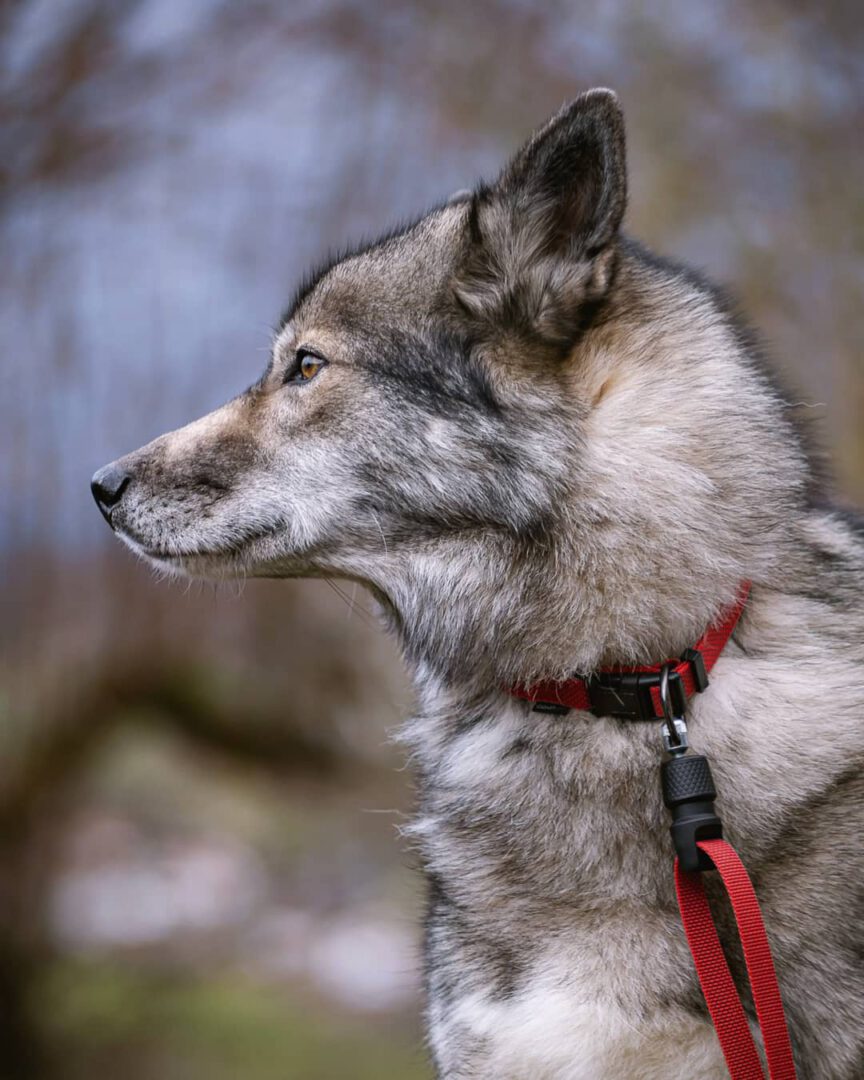 Since a few weeks I had the joy of testing the second generation of the  dog lea...