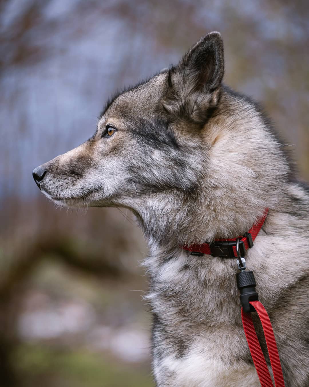 Since a few weeks I had the joy of testing the second generation of the  dog lea…