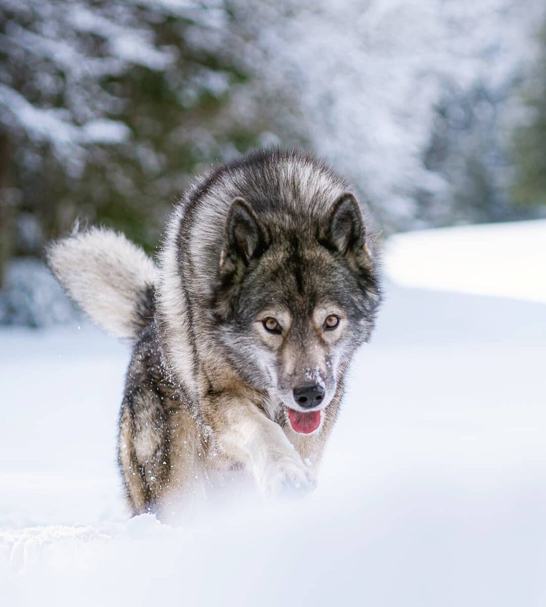 Slowly the dogs are ready for new adventures. After last week's hikes they neede...