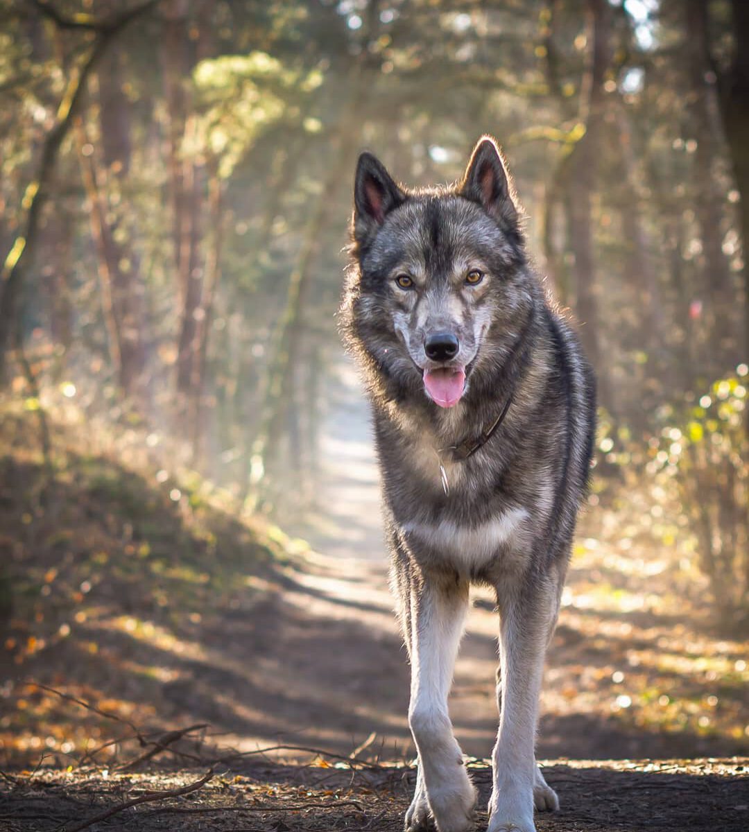 Sometimes Ninja has this kind facial expression and I love when he looks at me l...