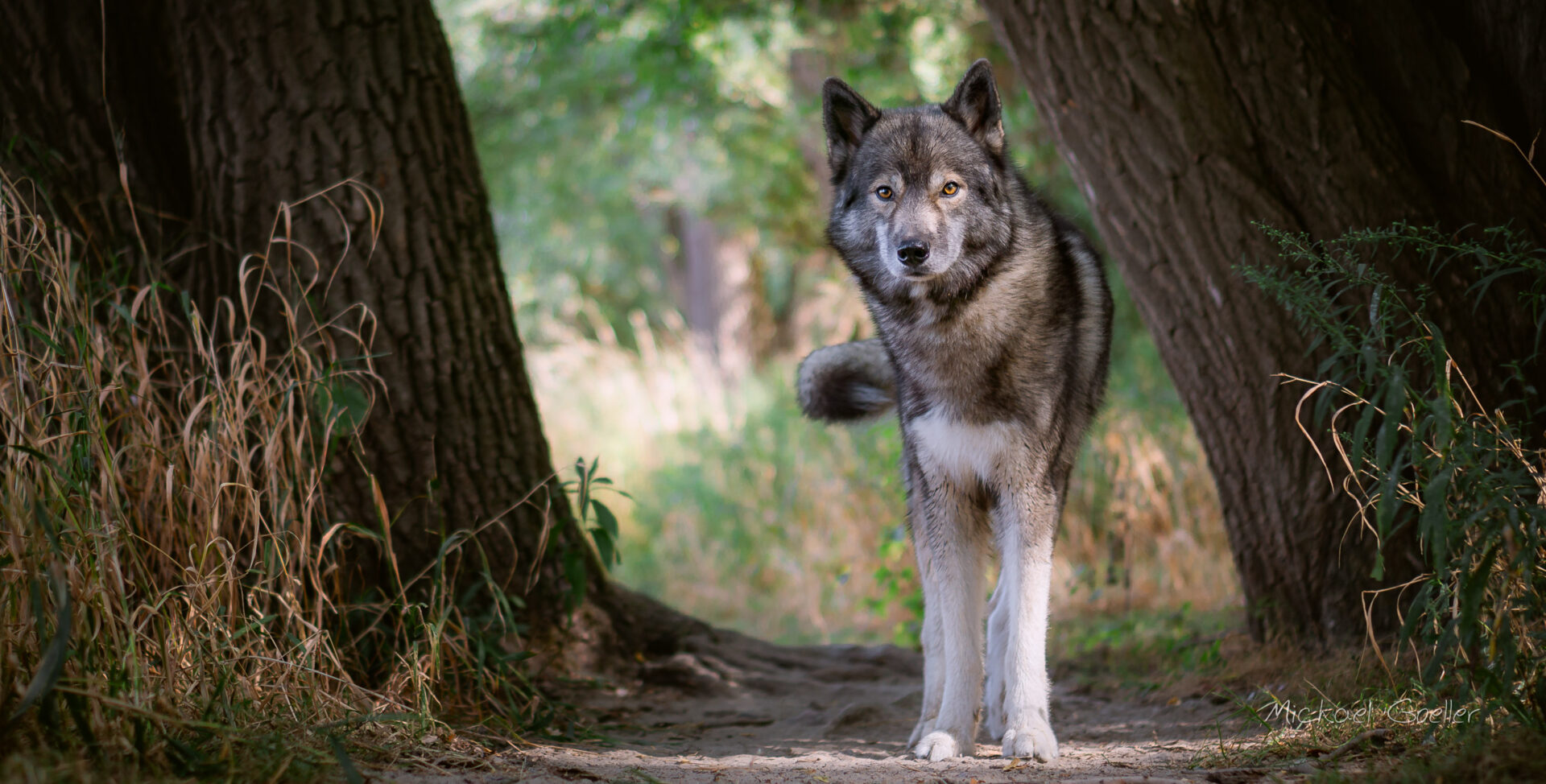 Featured Wolf look-alike Siberian Husky Ninja vom Wolfstor