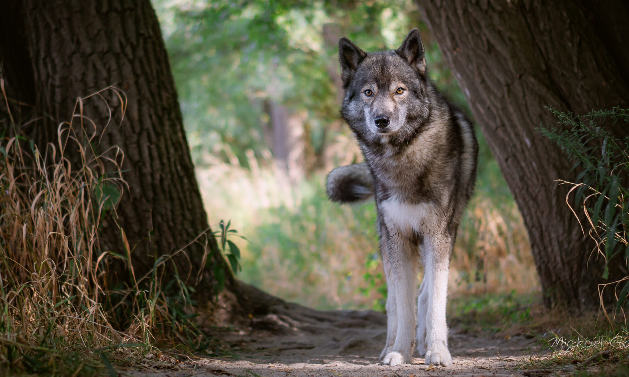 Featured Wolf look-alike Siberian Husky Ninja vom Wolfstor