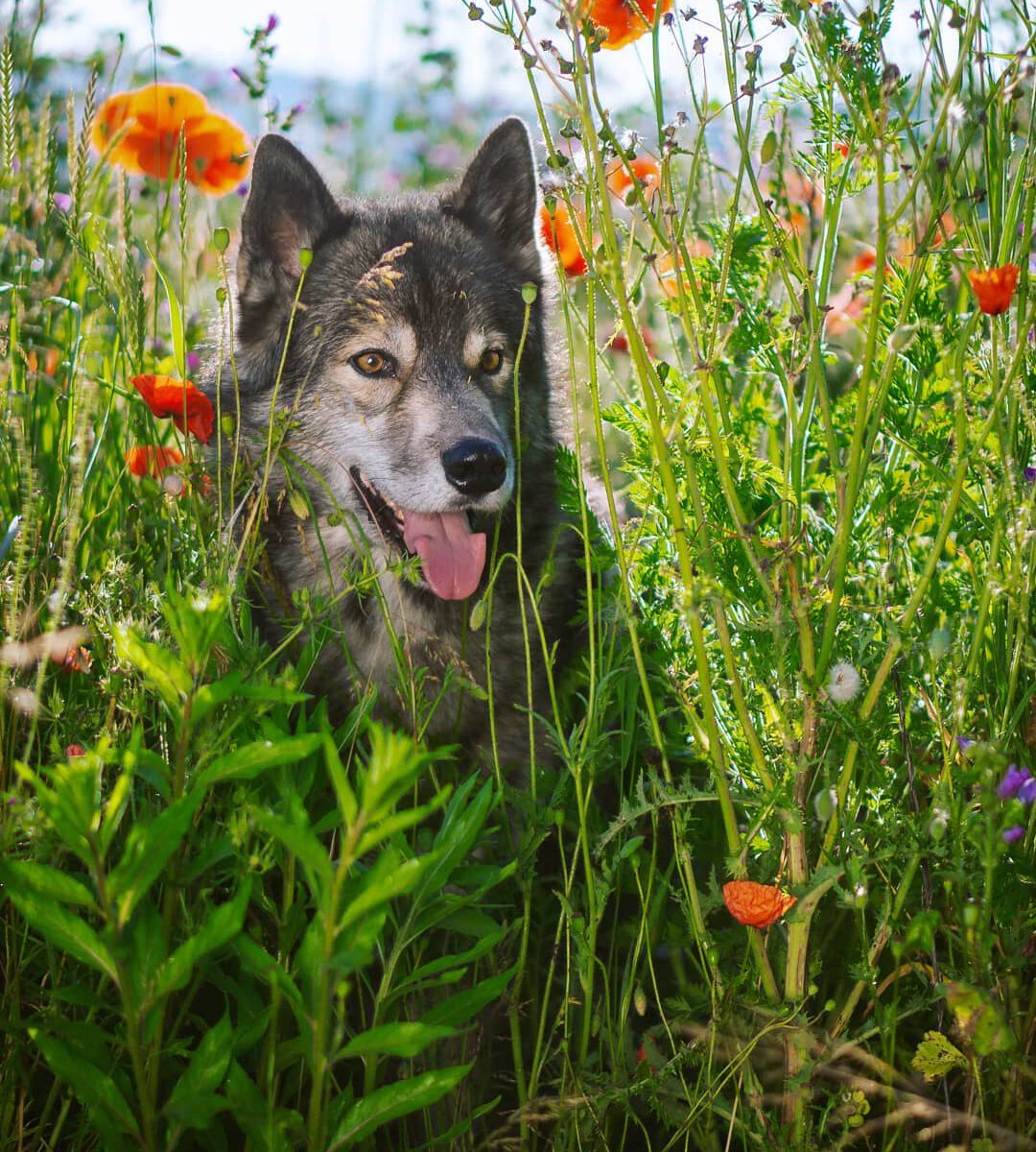 Summer flowers are sprouting everywhere and it is becoming hot. Neither Ninja or...