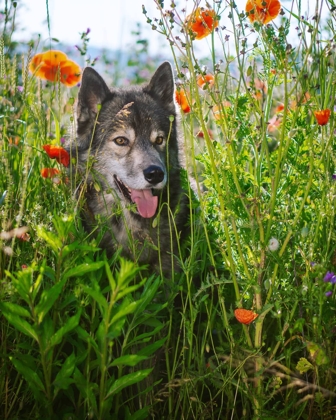 Summer flowers are sprouting everywhere and it is becoming hot. Neither Ninja or…