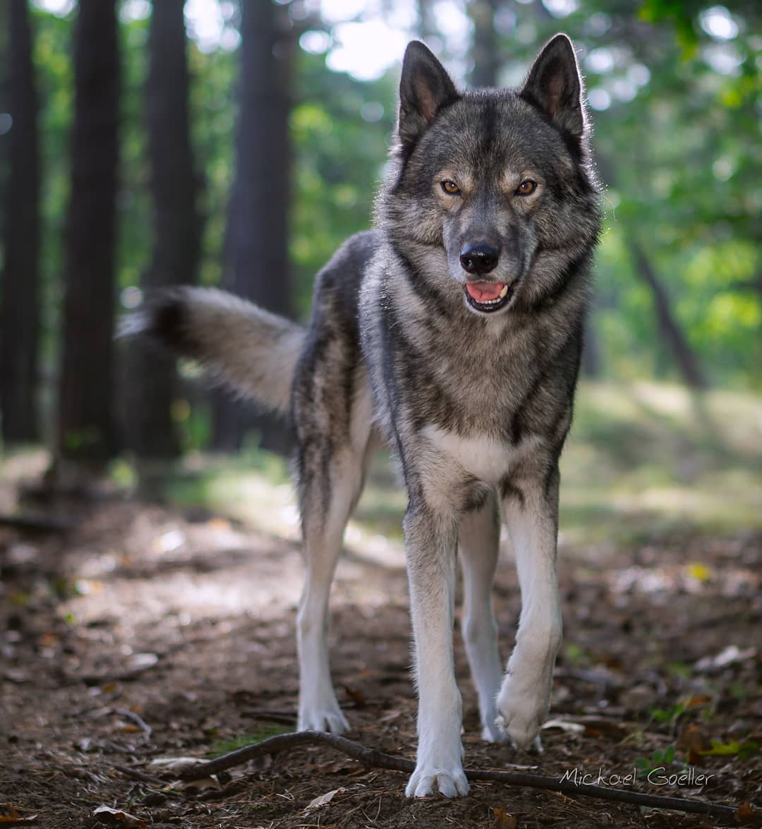 The forest is full of fantastic scents. There must be a lot of females in heat a...