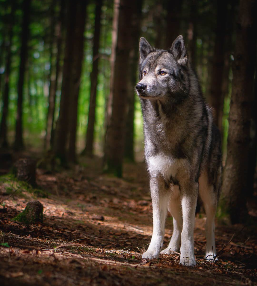 The mood in darker parts of the forest, when a ray of light breaches through the...