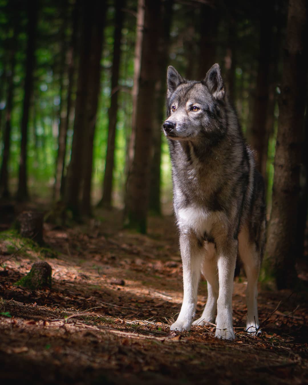 The mood in darker parts of the forest, when a ray of light breaches through the…