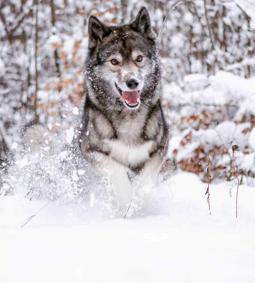 The snow of the past days appears to be melting as quickly as it came. We wanted...