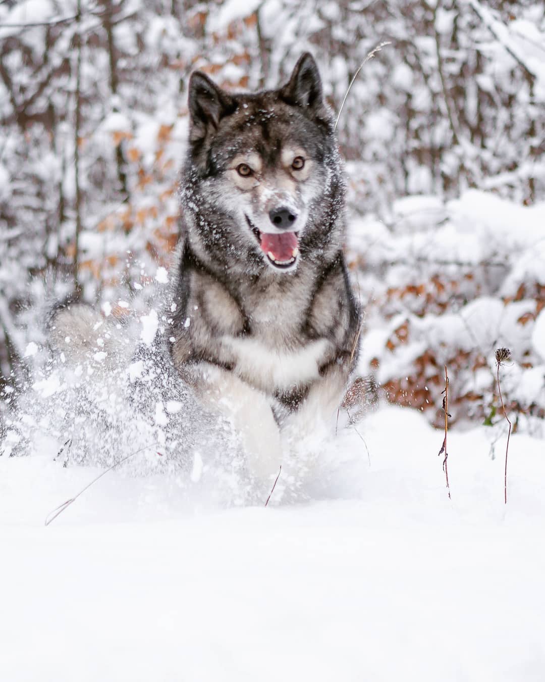 The snow of the past days appears to be melting as quickly as it came. We wanted…