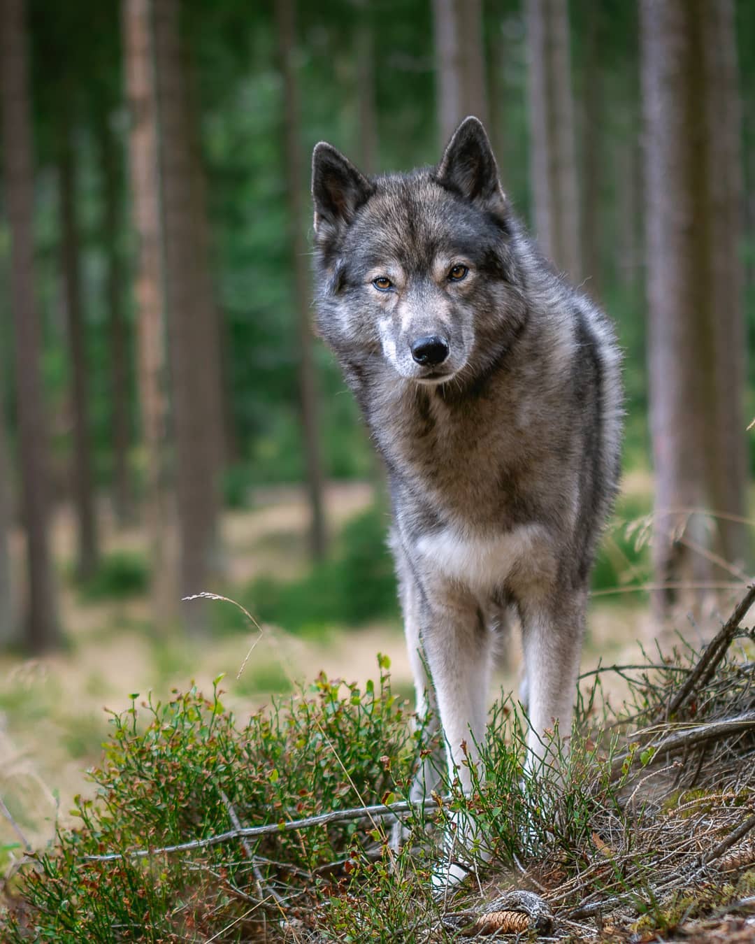 There is such an amazing mood in the forest at this time of the year. The mornin…