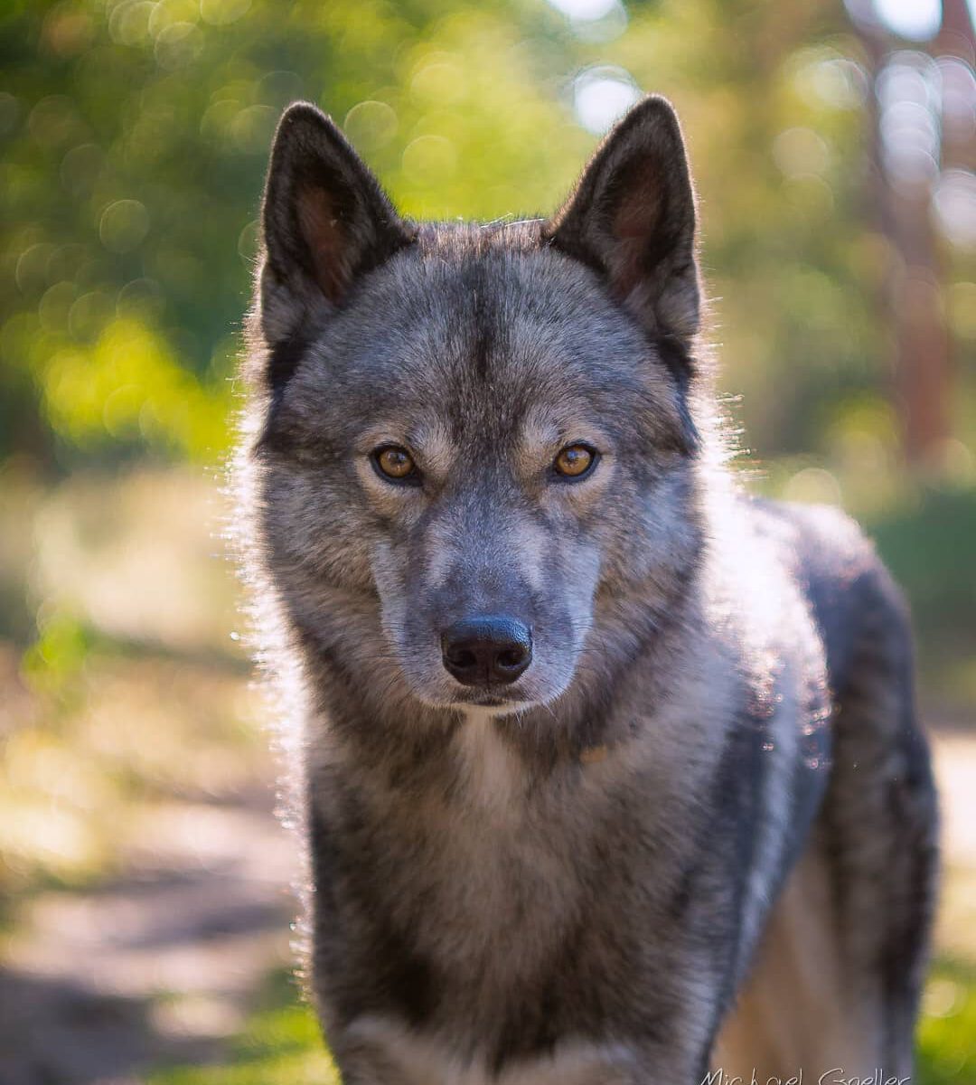 This is Ninja without "fluff".
In Summer Ninja changes his coat... undercoat wil...