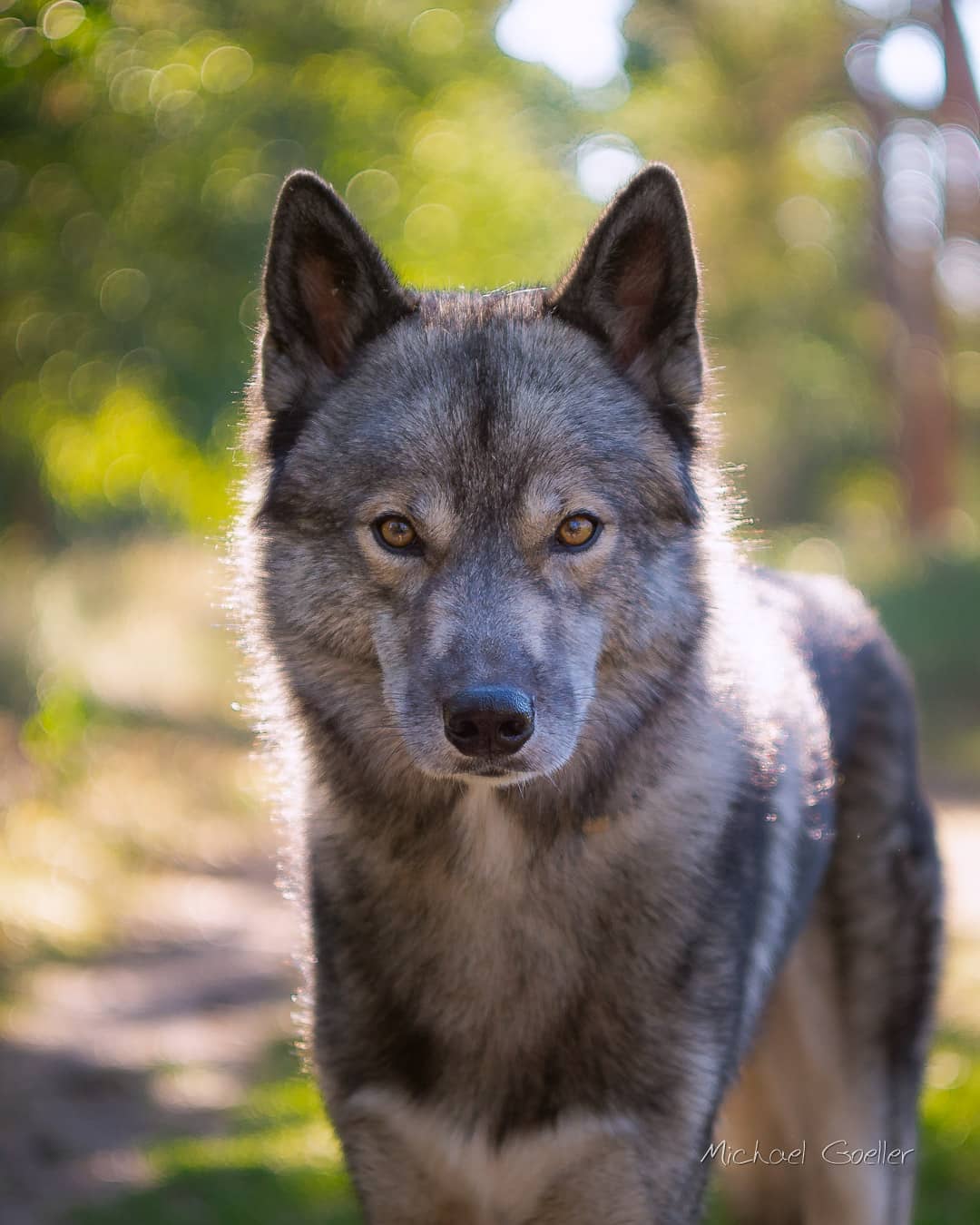 This is Ninja without „fluff“.
In Summer Ninja changes his coat… undercoat wil…