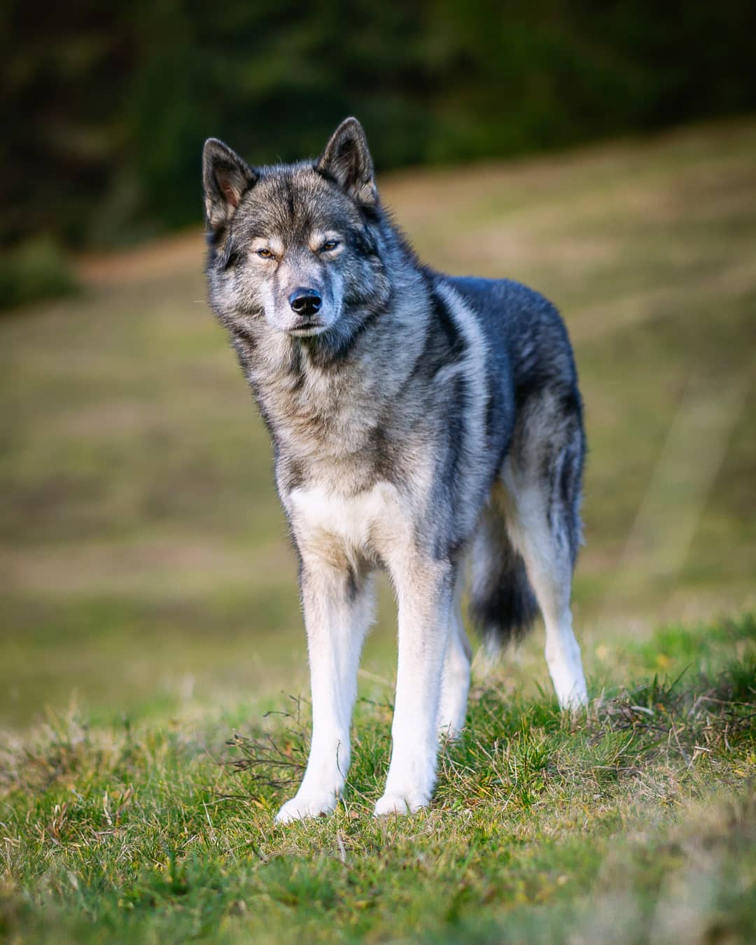 This is Ninja’s Monday face… captured on a Saturday though. He stood like that…