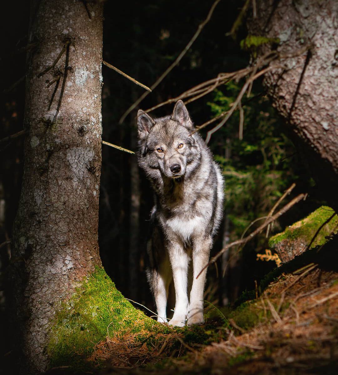 This is another capture from last week's hike in Austria's beautiful Silbertal.
...