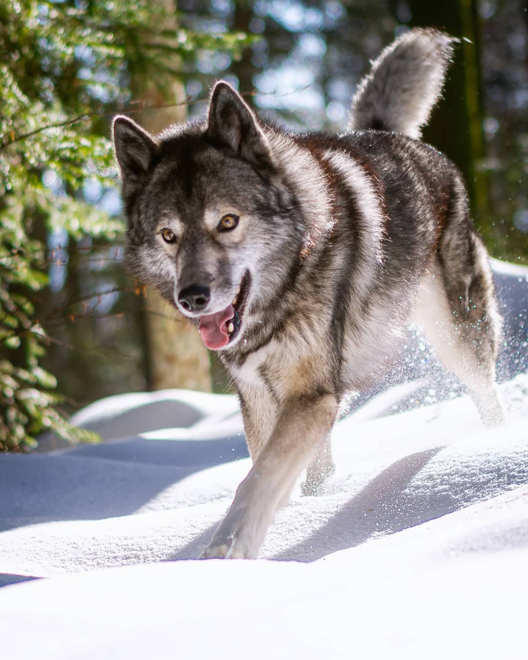 This weekend the forecast says snow, but so far I have not seen any sign of it. …