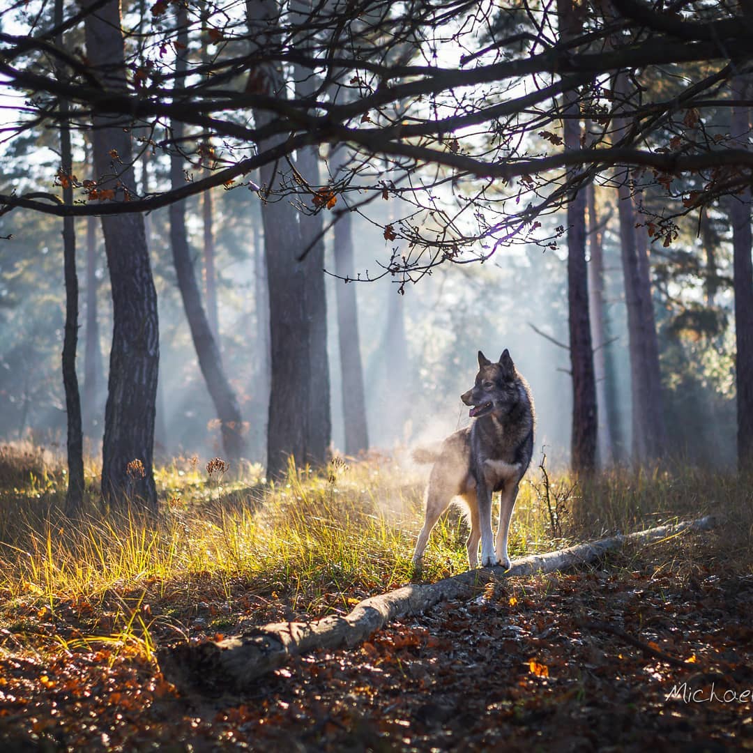 Those beautiful foggy fall mornings 
.
It has been a while that I posted a pictu...