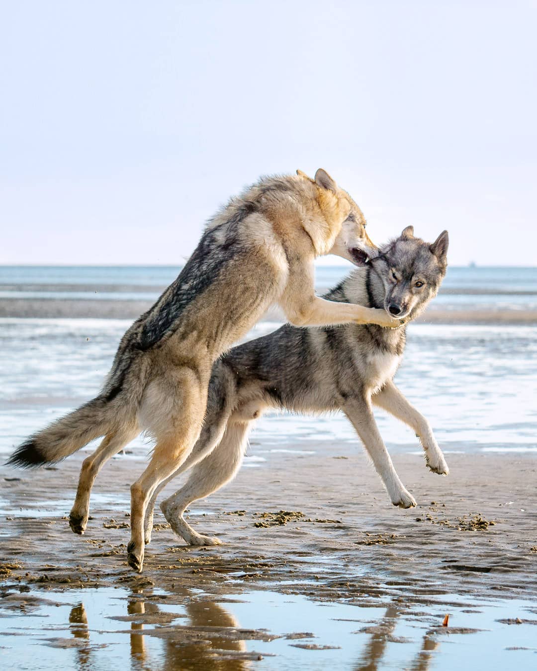 To meet Ninja for a play date… sounds cool… doesn’t it?
But when and how doe…