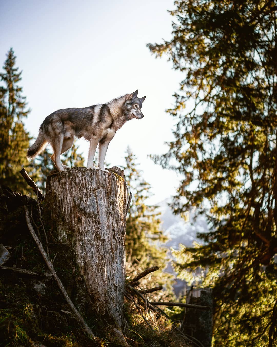 Today a preview from the Silbertal…
.
If You have not seen, check the story-hi…