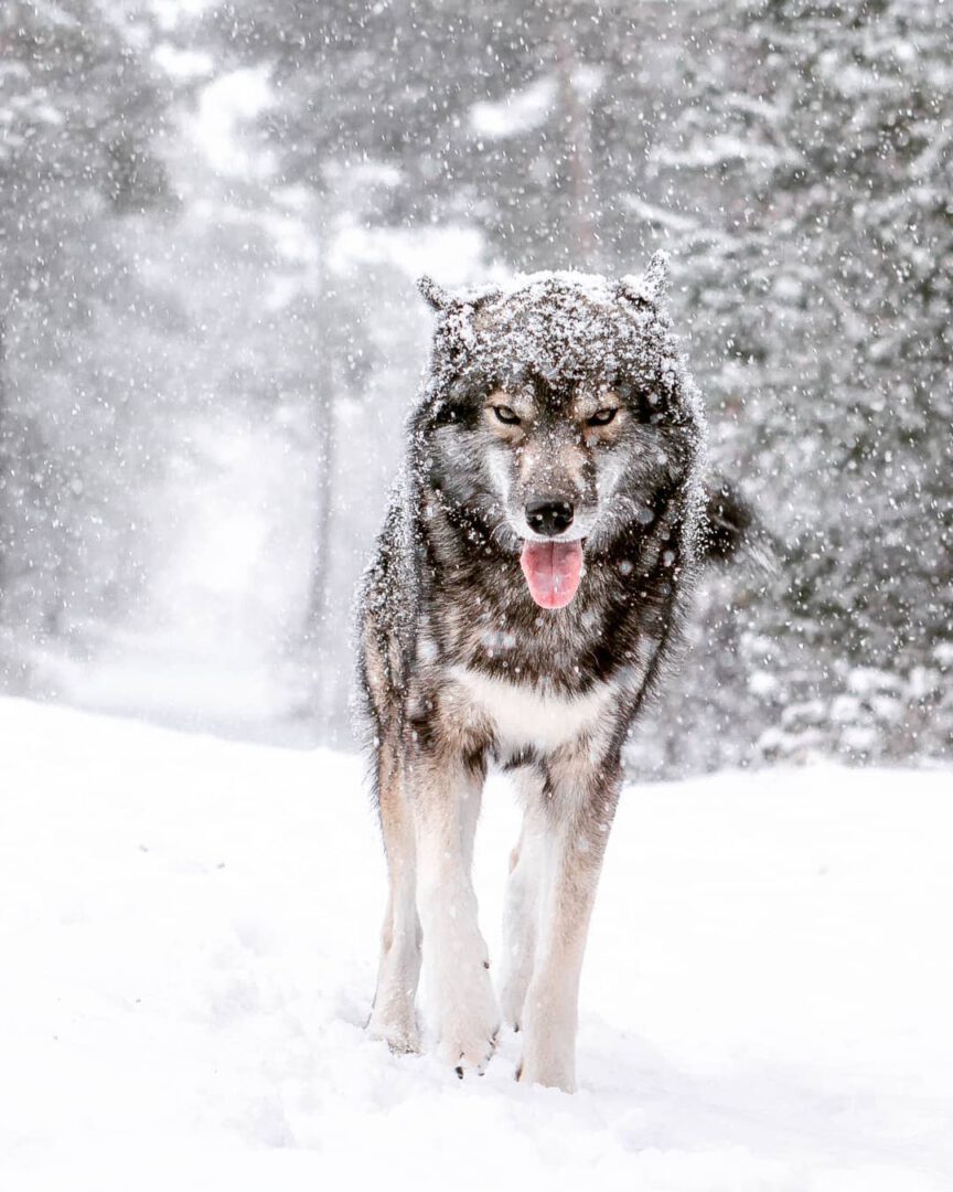 Today we are going to have a nice hike in the snow... Sadly the weather is not g...