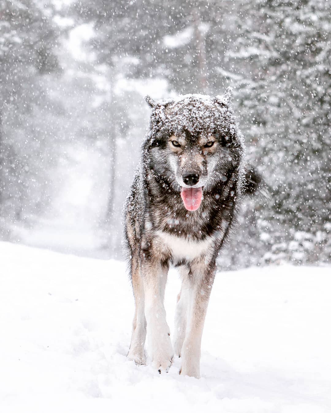 Today we are going to have a nice hike in the snow… Sadly the weather is not g…