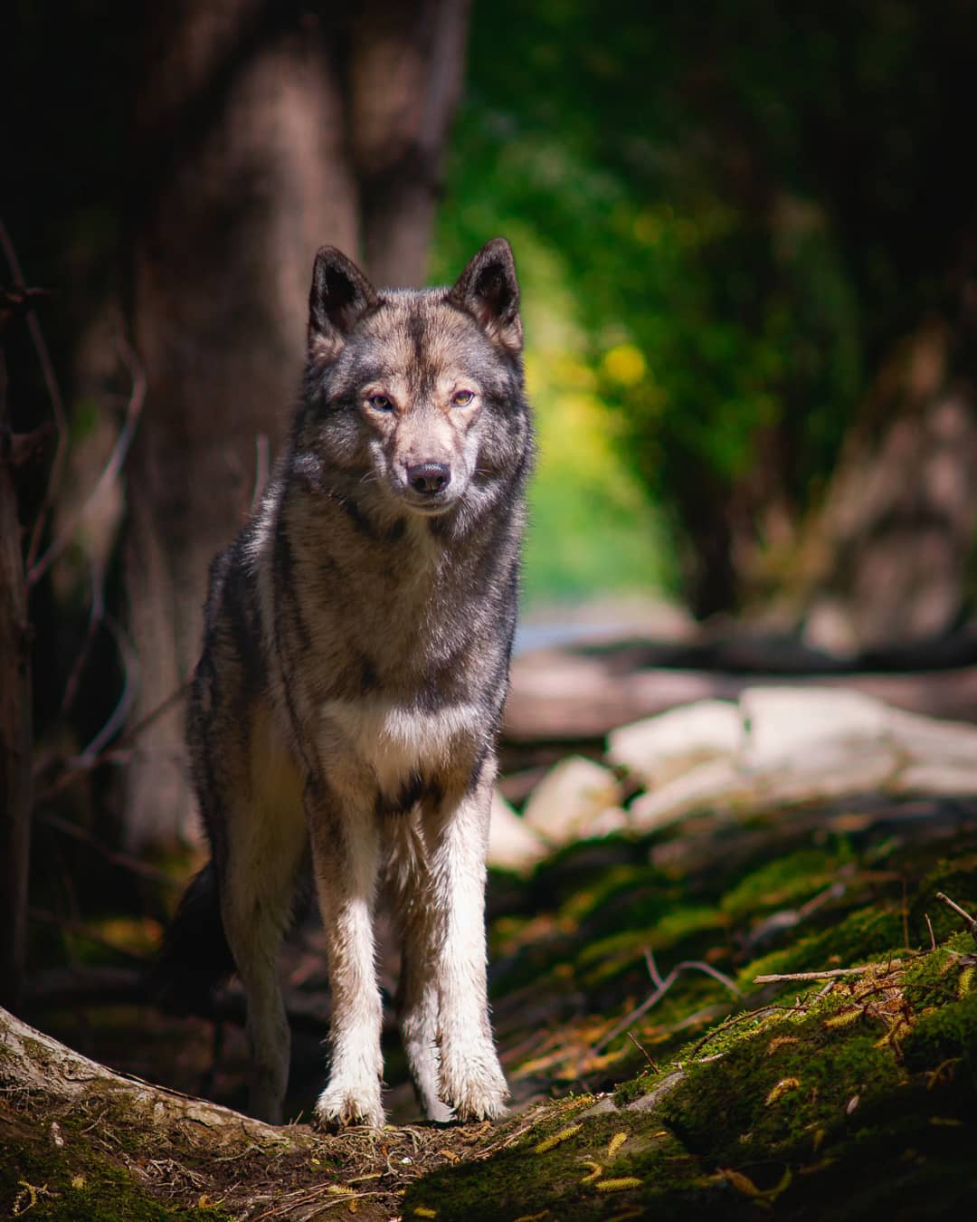 We have been to the Black Forest the past days. Usually we drive well paved and …
