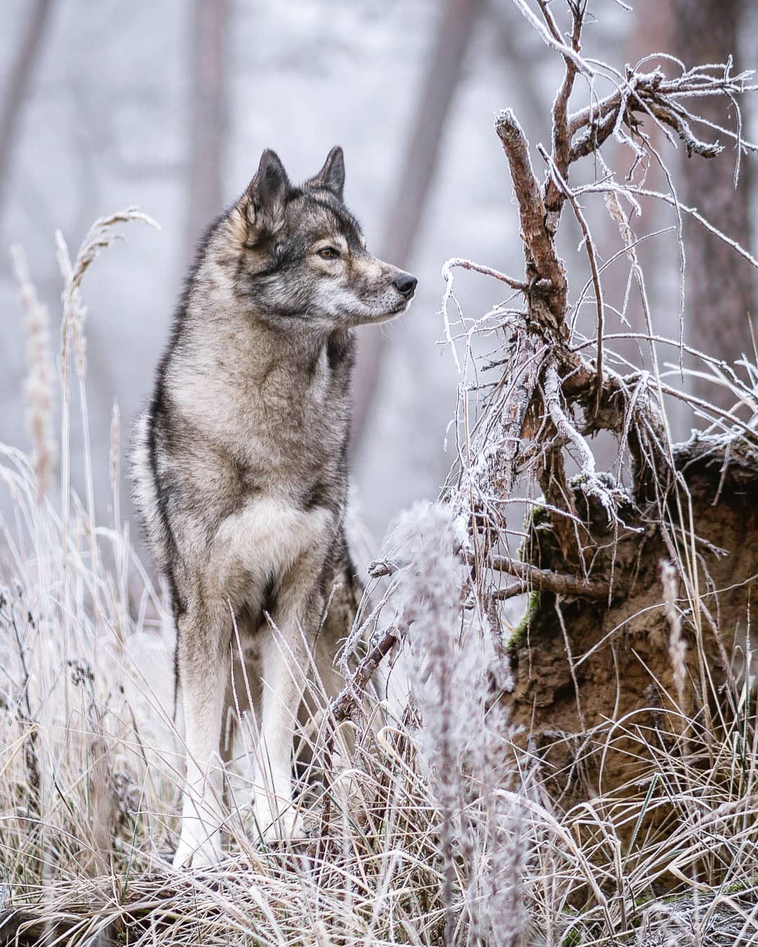 We reunited the pack after a 2 week absence. I was a little worries if Hadez and…