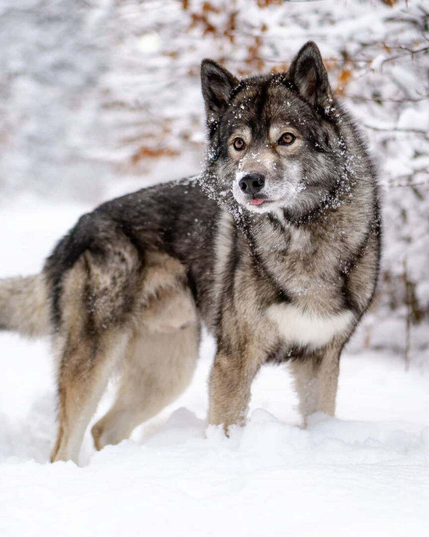 What is a Tongue out Tuesday? 
.
Tomorrow is a very important day for me, I have...
