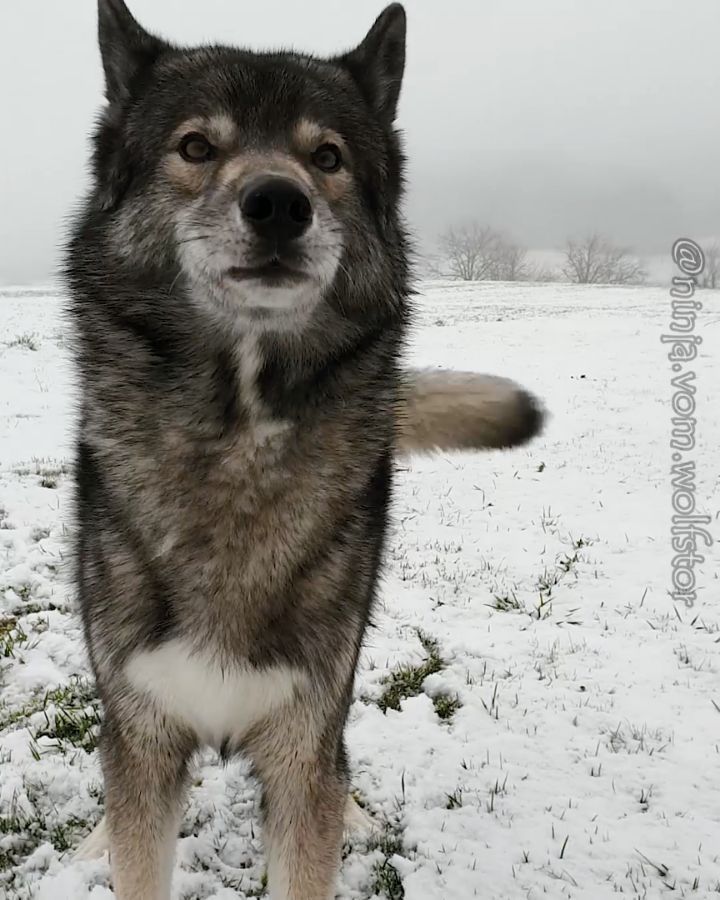 When we had a little bit of snow I took Ninja for a hike and wanted to show him ...