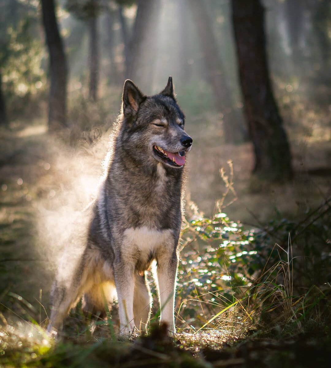 When your fur is moist and the sun makes You look as You were burning.
.
A few w...