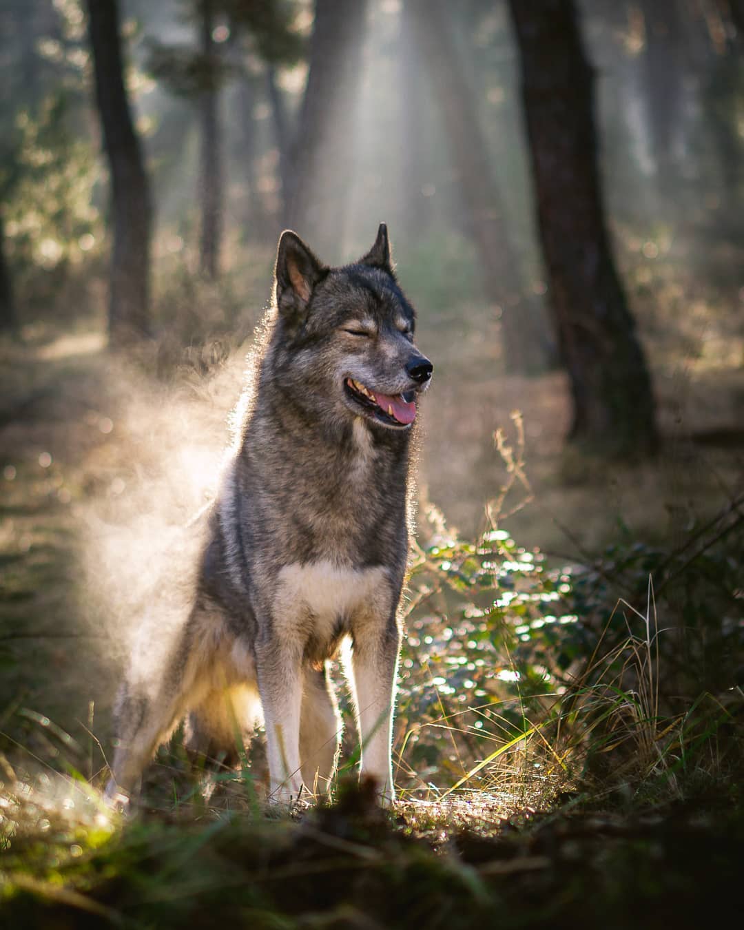 When your fur is moist and the sun makes You look as You were burning.
.
A few w…