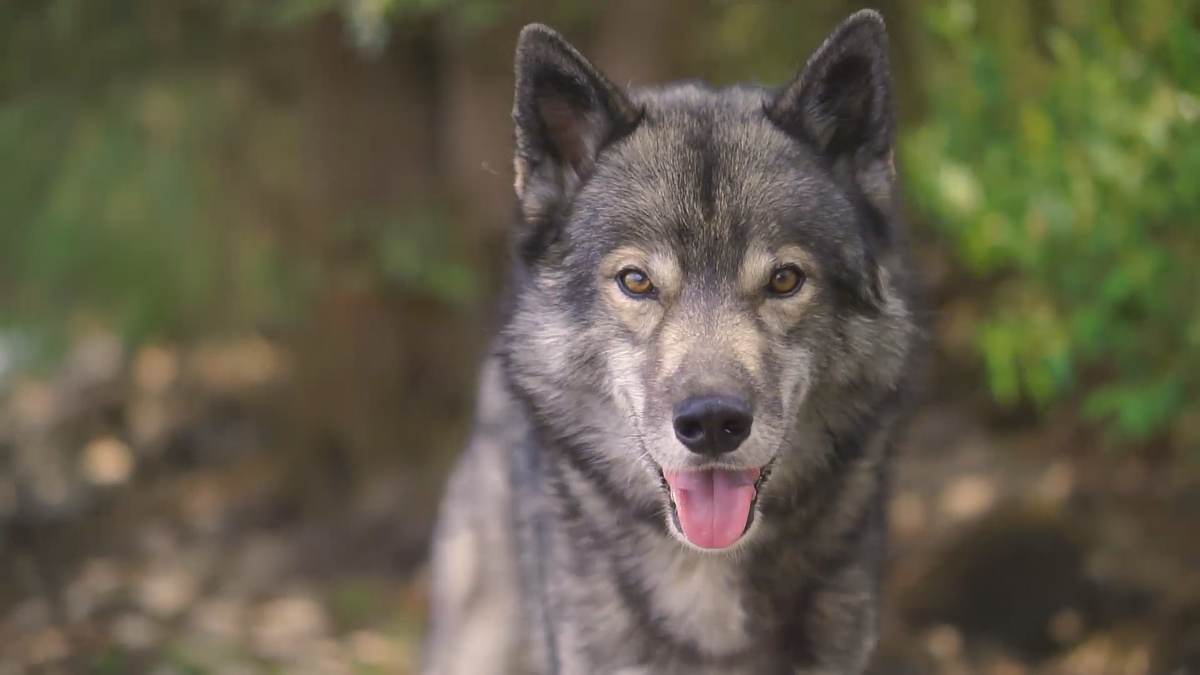 Wolf look alike Ninja seeking the leash