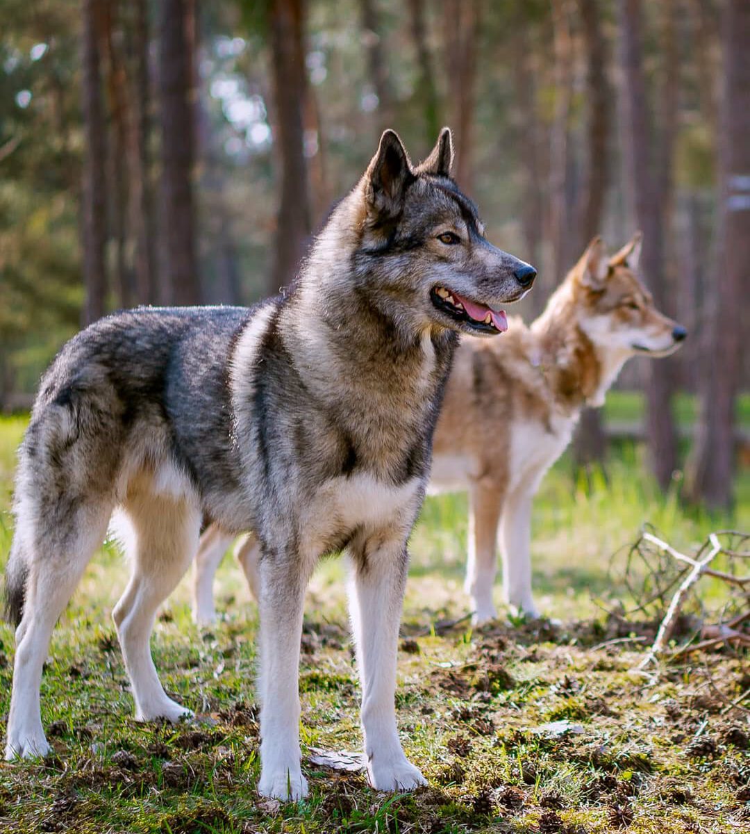With wolfdogs it is not easy to find a place that you can trust to properly take...