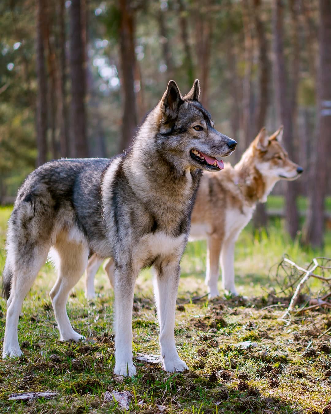 With wolfdogs it is not easy to find a place that you can trust to properly take…