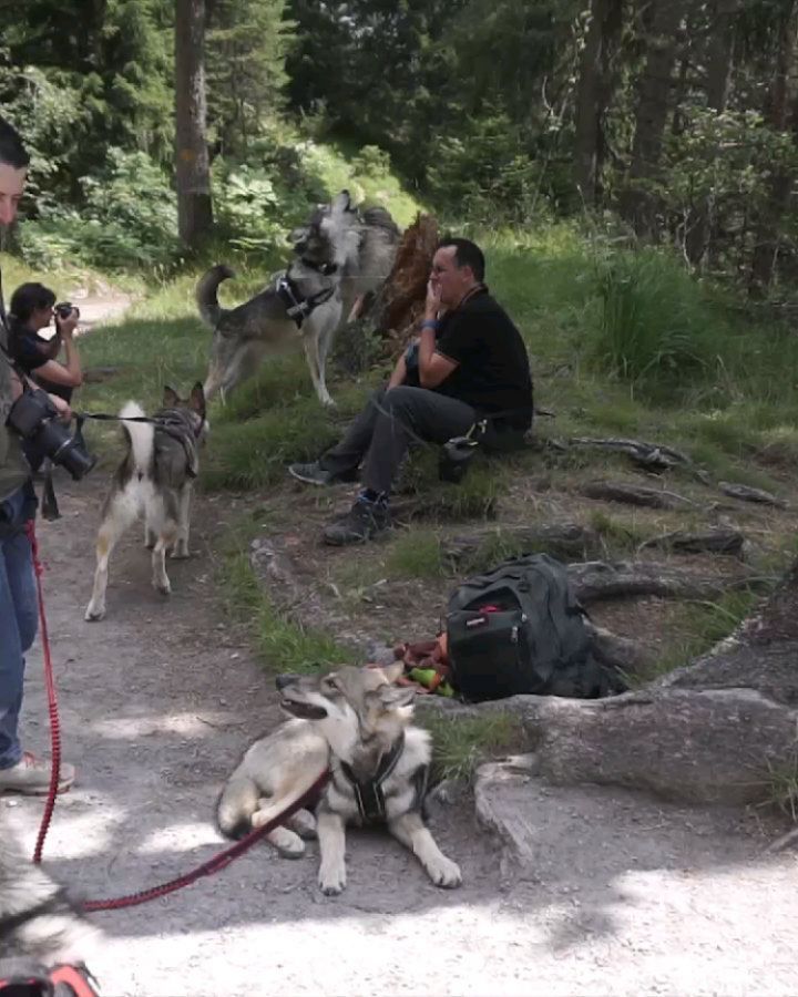 .
Wolfdog owners are a small community in Europe. If you want to meet up simila...