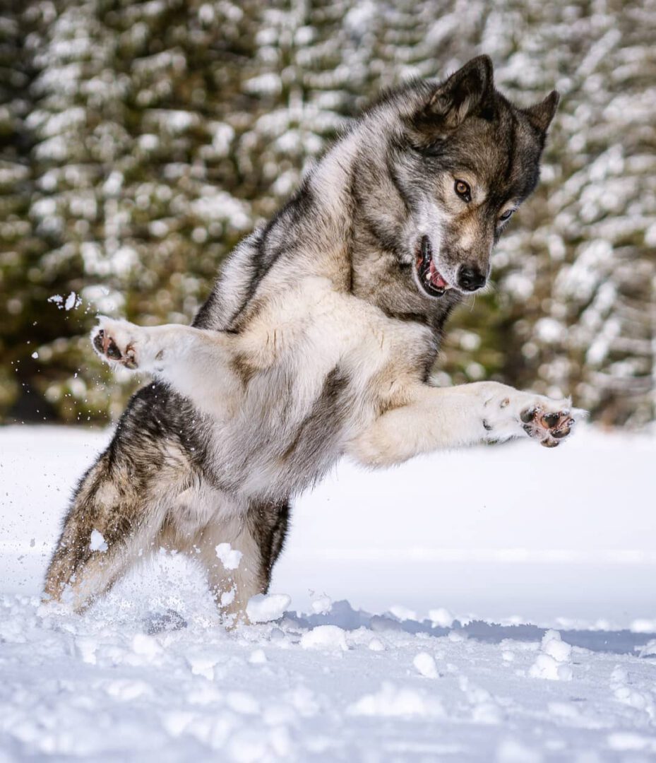 Yesterday I took Hadez and Ninja to a hike in the Black Forest.
I found a truly ...