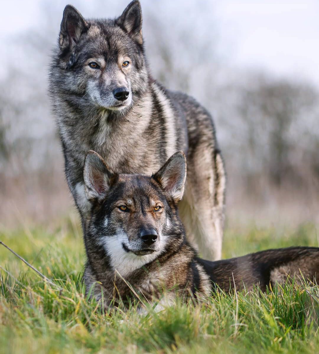 Yesterday we left  and met  Romain and their 4 beautiful Huskies in the Forêt Do...