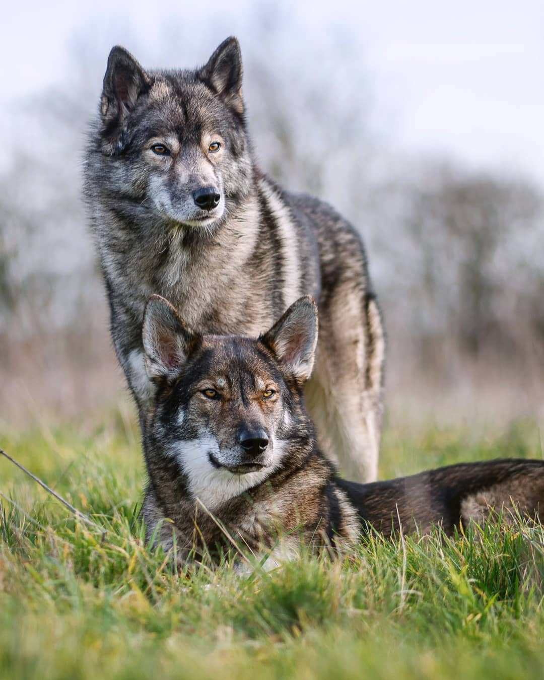 Yesterday we left  and met  Romain and their 4 beautiful Huskies in the Forêt Do…