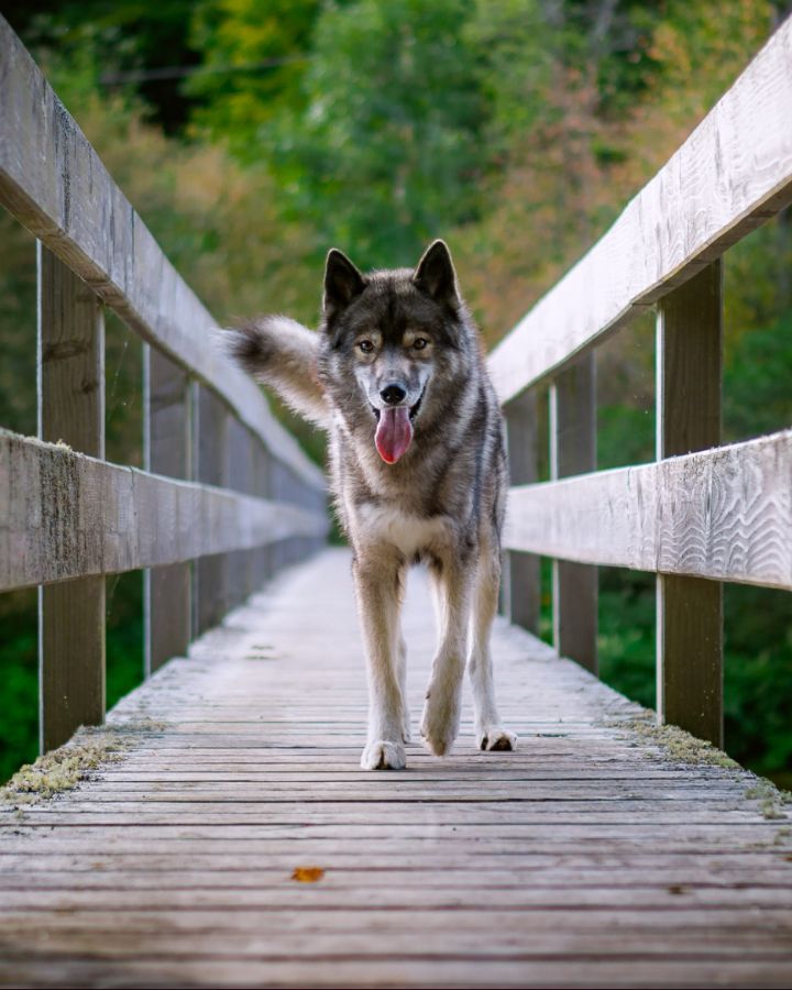 Yesterday we were hiking at the Albstausee. There is a wooden bridge where you c...