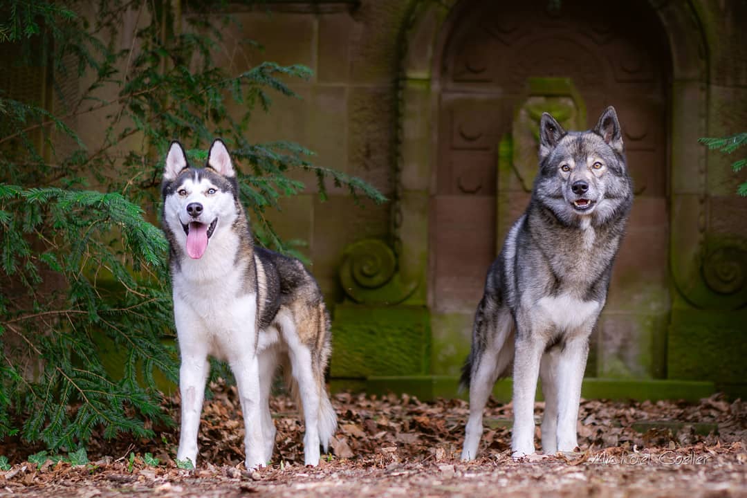 Yesterday you did not tire to tell me how much Ninja looks like a typical husky....