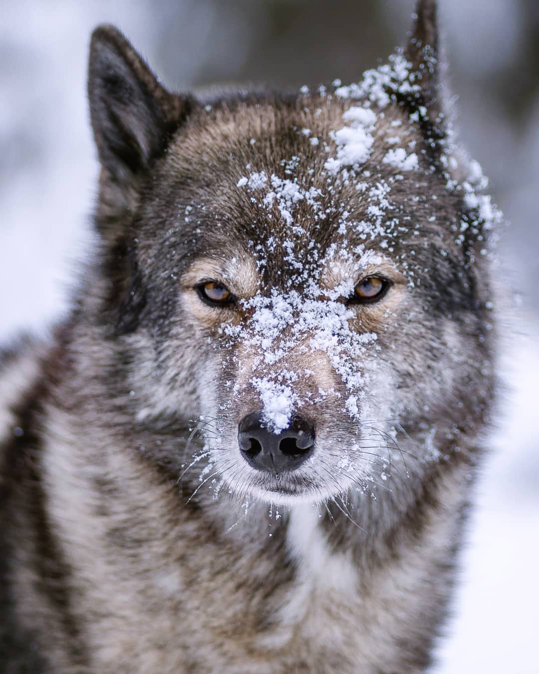 ‚You did not really just throw a snowball on my face, did You?‘
.
One thing I lo…