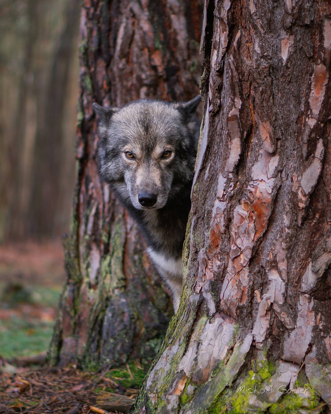 „But… but… but… I am such a good boy… I meant to do exactly as you asked…