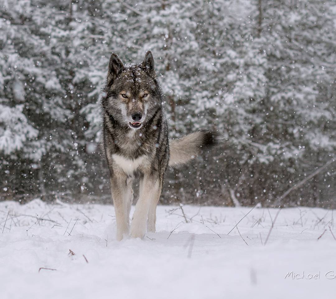 Finally!!!
.
It took so insanely long to get me a nice wolfy looking snow pictur...