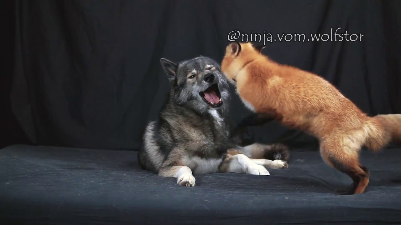 Fox pesters Husky to play